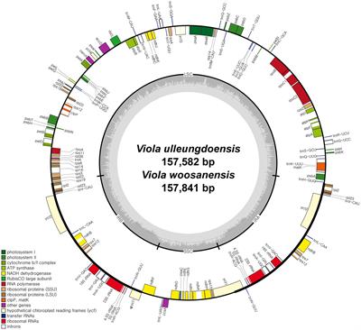 Characterization and Dynamics of Intracellular Gene Transfer in Plastid Genomes of Viola (Violaceae) and Order Malpighiales
